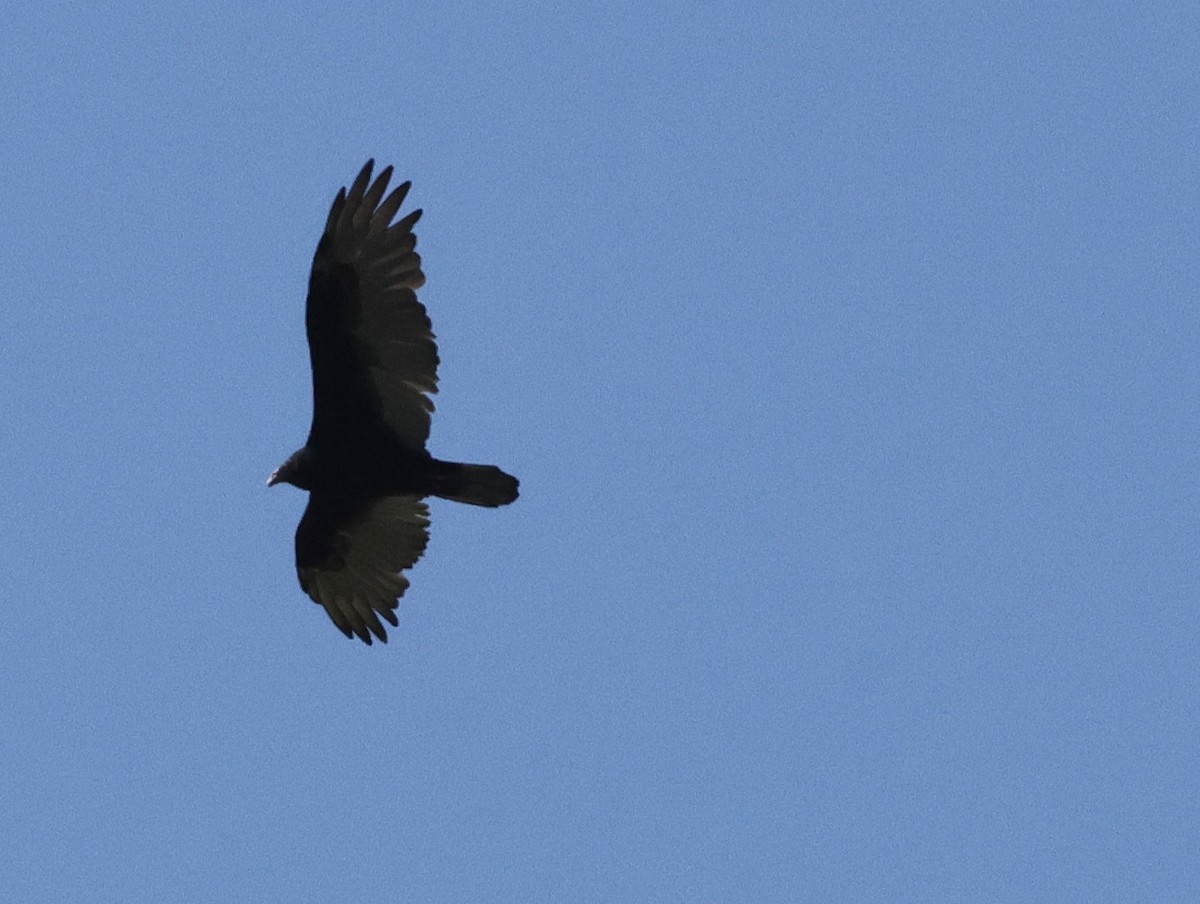 Turkey Vulture - ML623450281