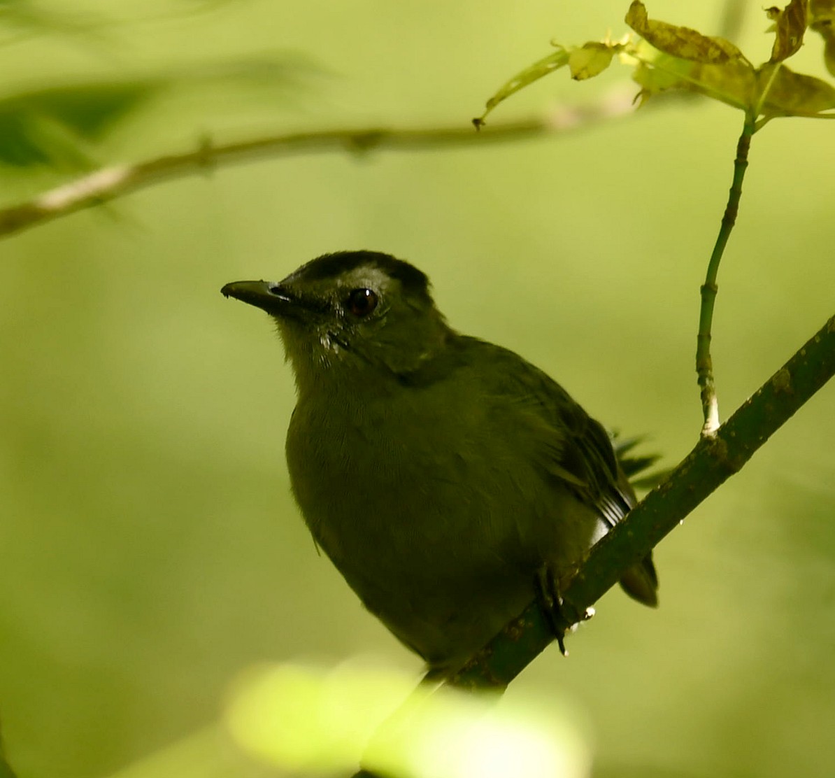 Gray Catbird - ML623450283