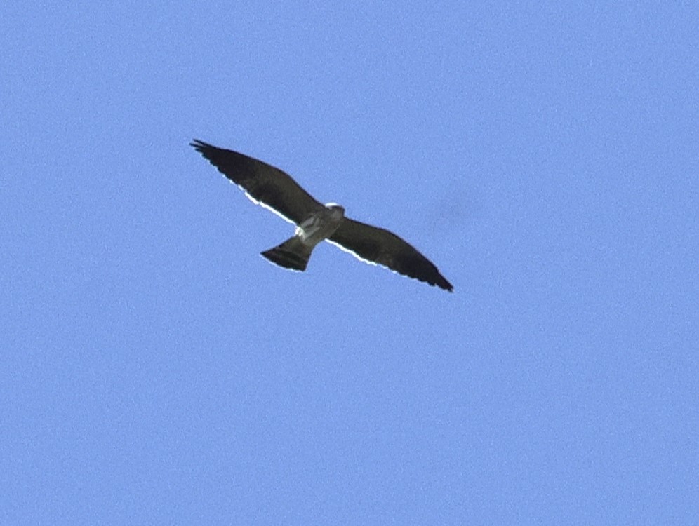 Mississippi Kite - ML623450296