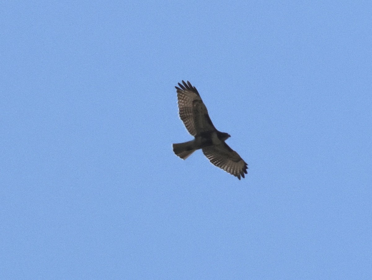 Red-tailed Hawk - ML623450299