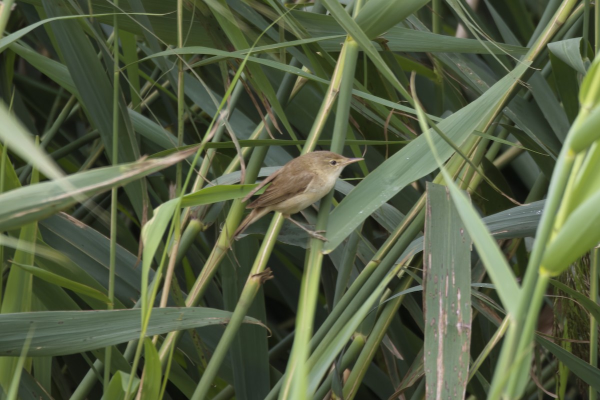 Common Reed Warbler - ML623450310