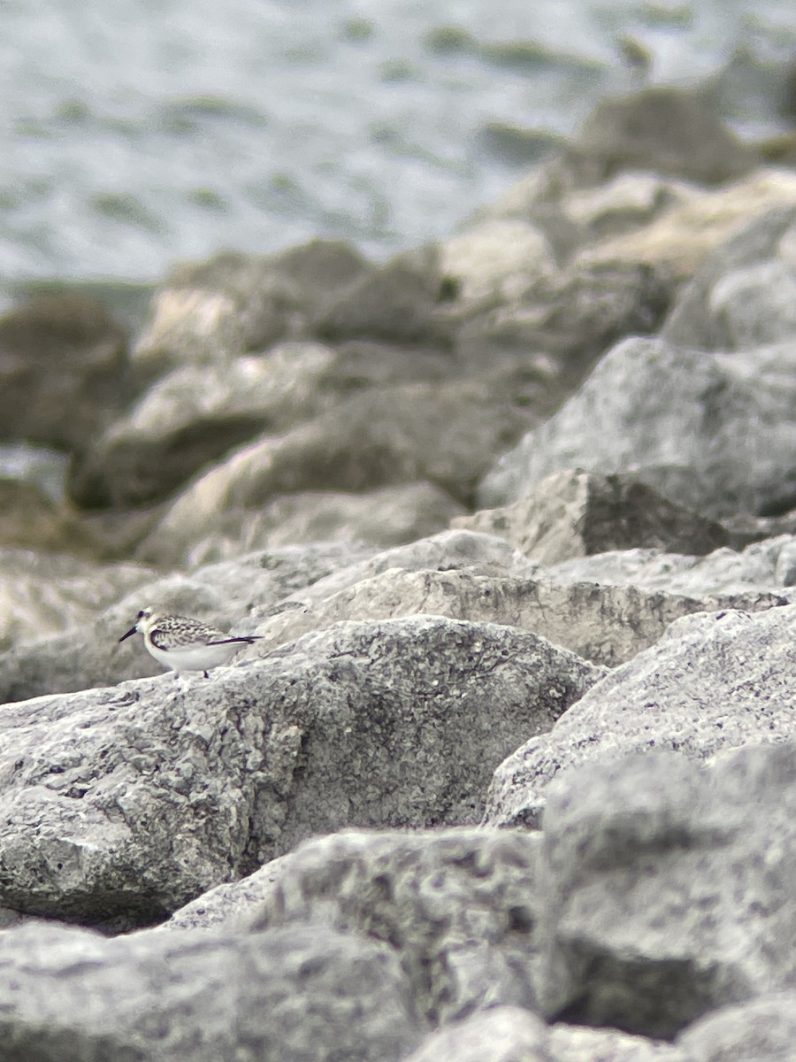 Sanderling - Luke Donahue