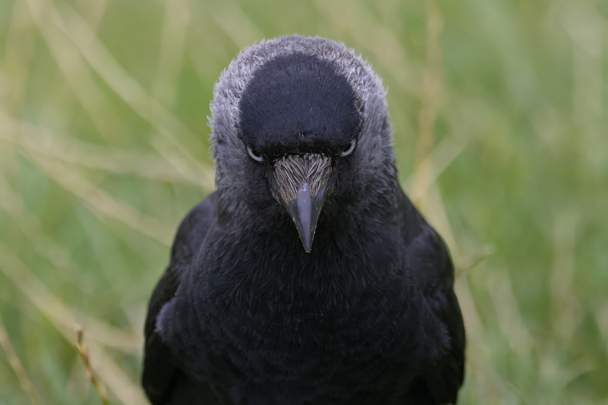 Eurasian Jackdaw - ML623450339