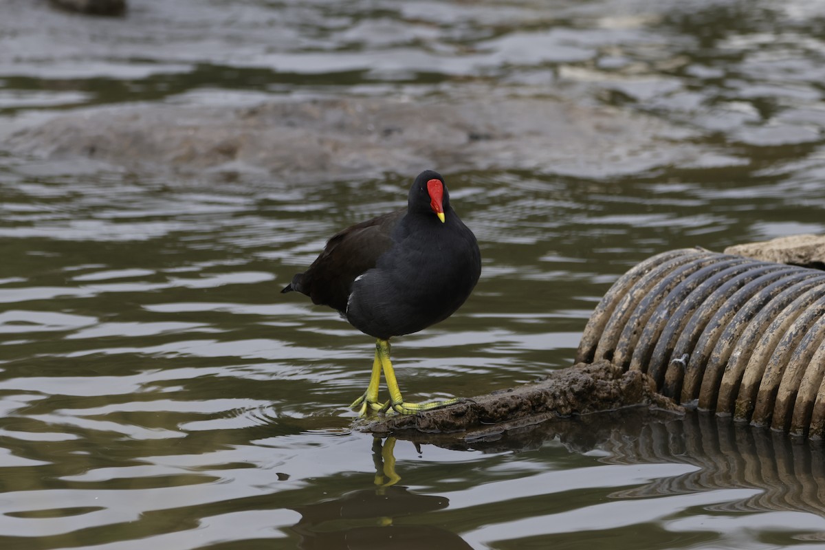 Eurasian Moorhen - ML623450347