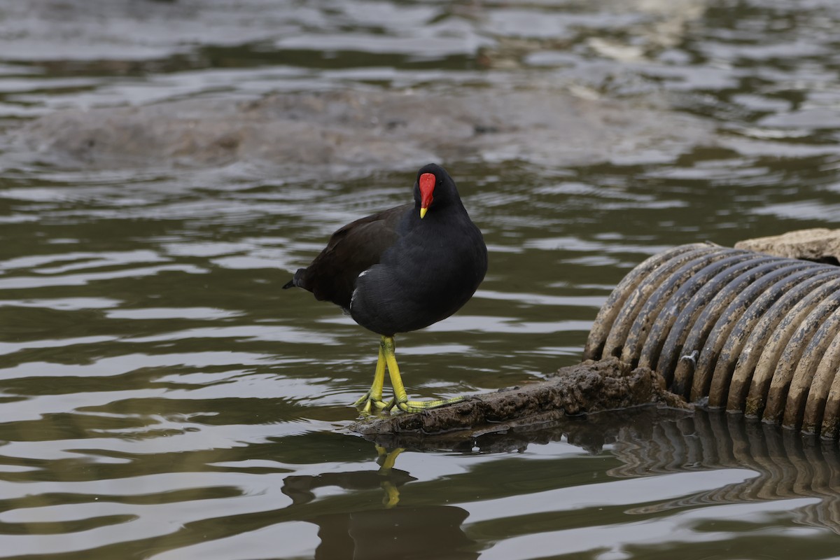 Eurasian Moorhen - ML623450349