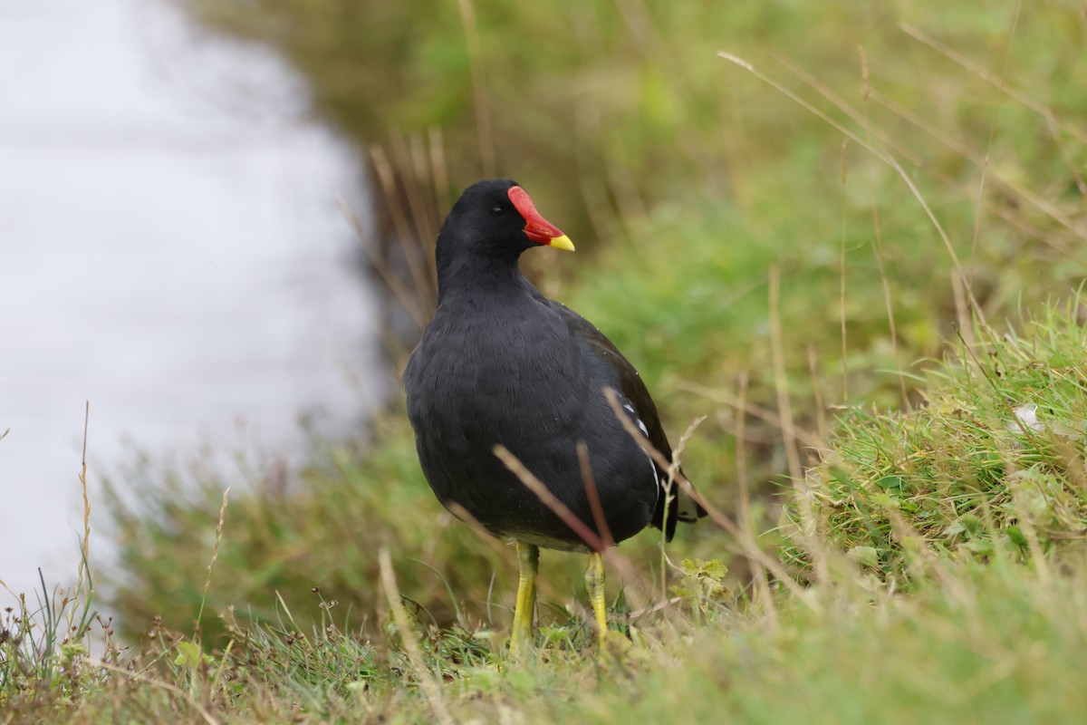 Eurasian Moorhen - ML623450351