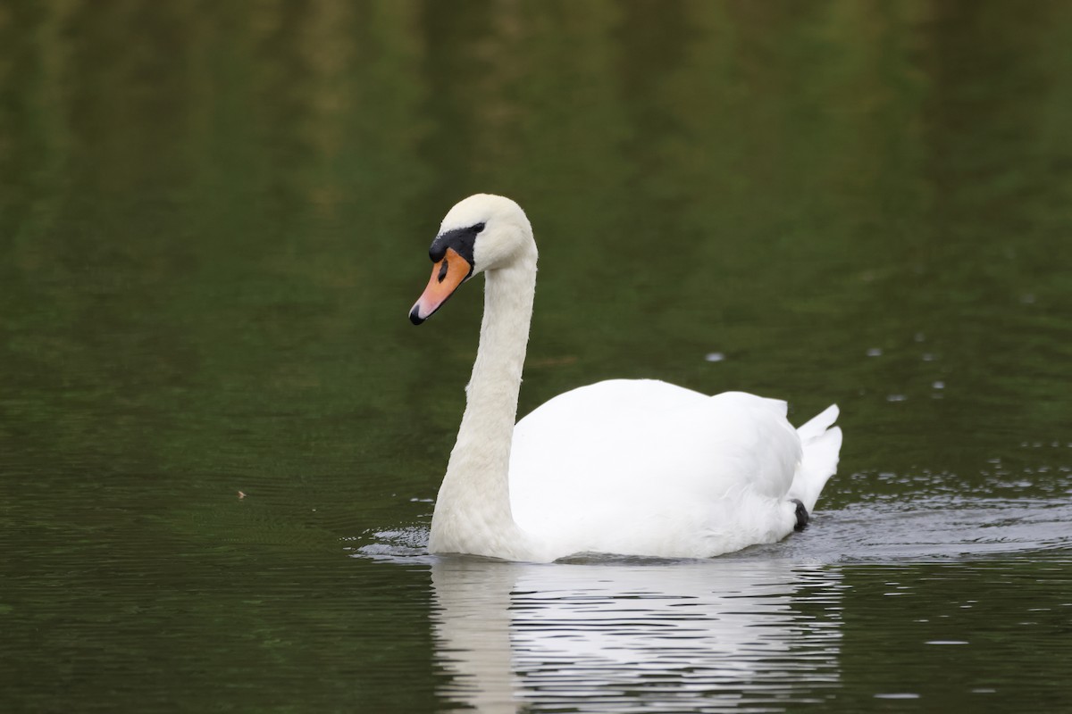 Mute Swan - ML623450361