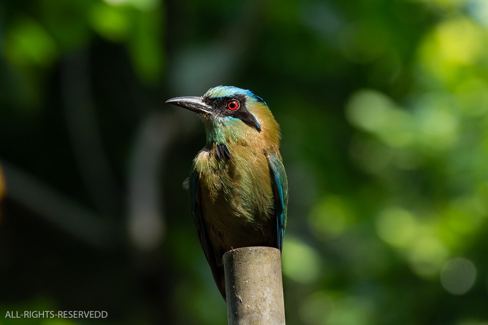 Blue-capped Motmot - ML623450371