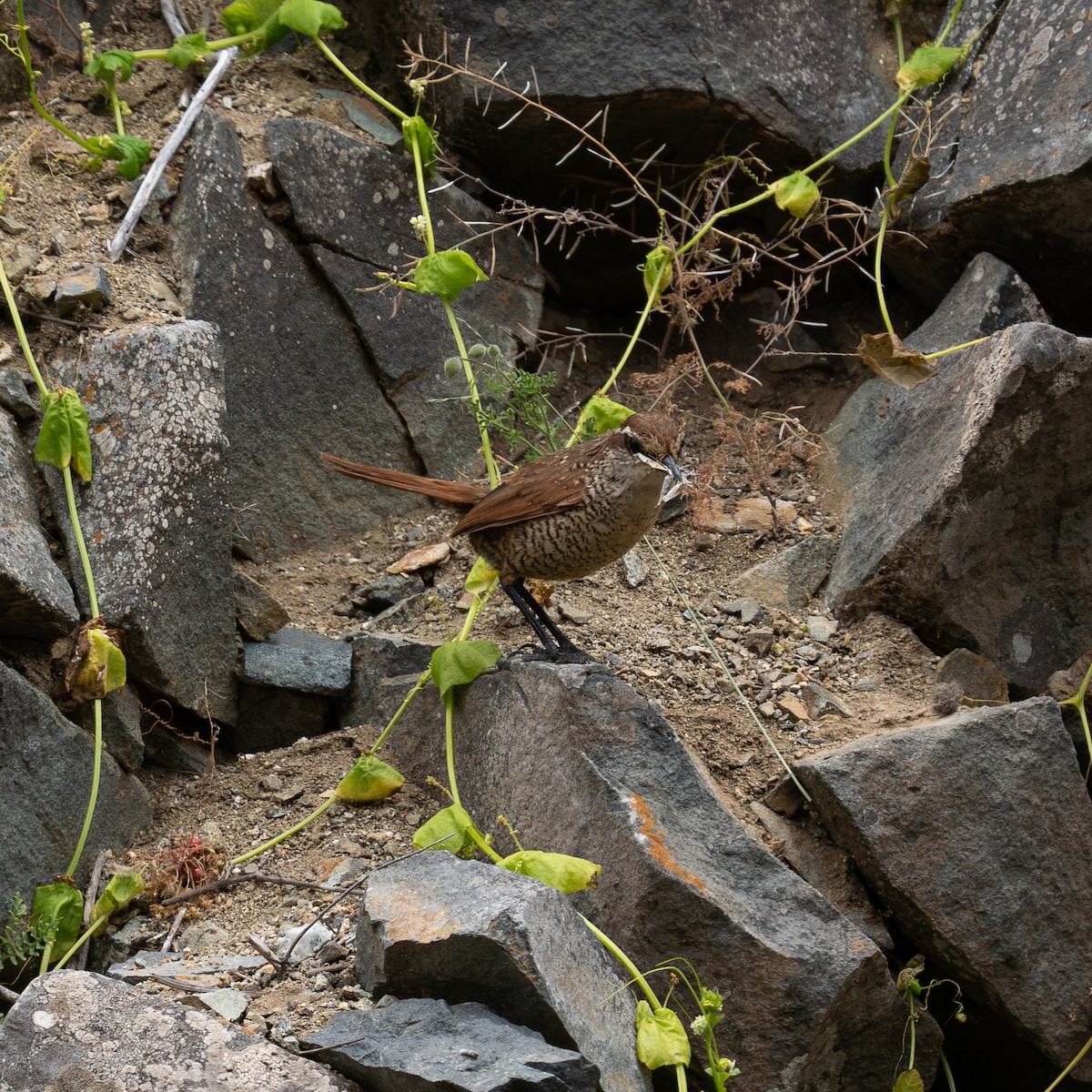 White-throated Tapaculo - ML623450396