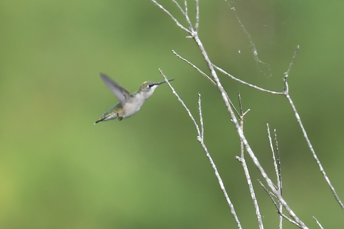 Ruby-throated Hummingbird - Joye Zhou