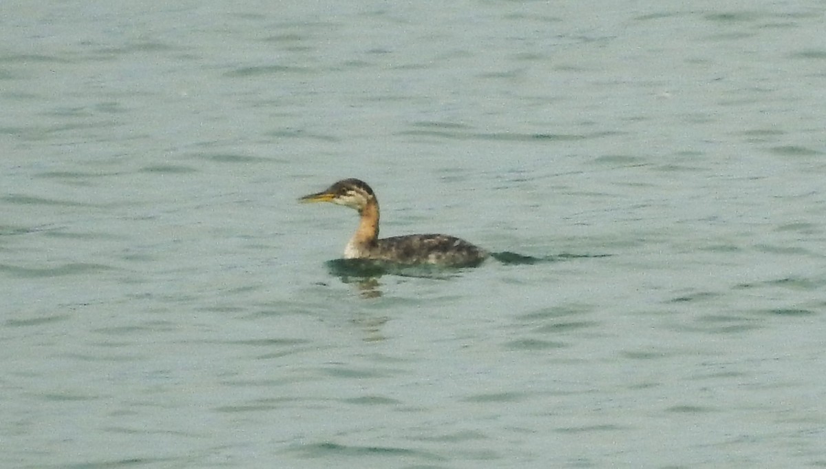 Red-necked Grebe - Nels Nelson