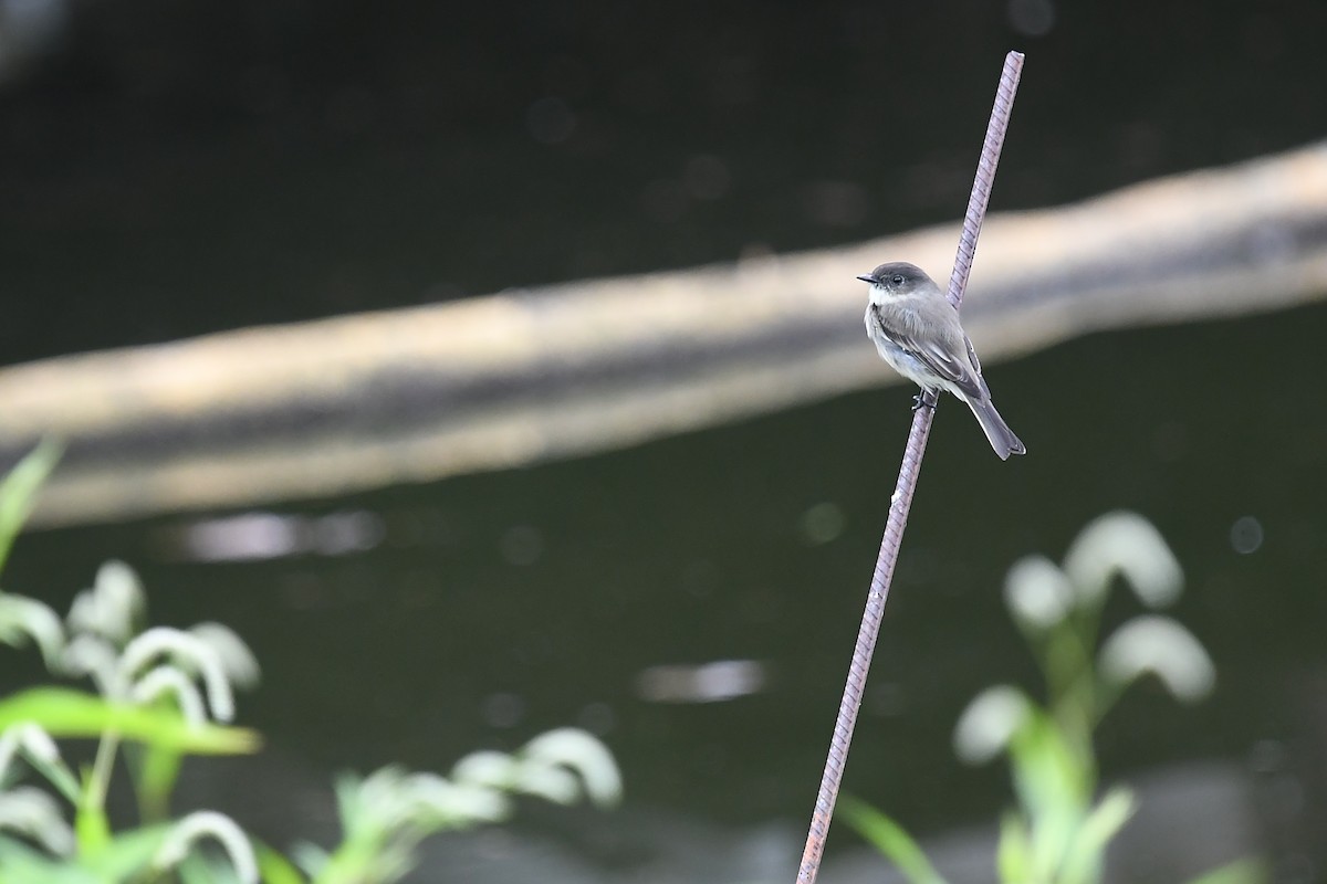 Eastern Phoebe - ML623450416