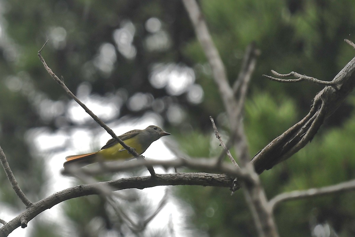 Great Crested Flycatcher - ML623450418