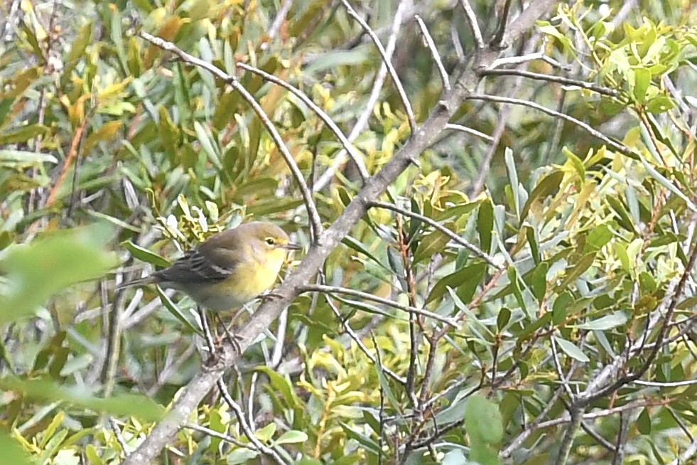 Pine Warbler - Joye Zhou