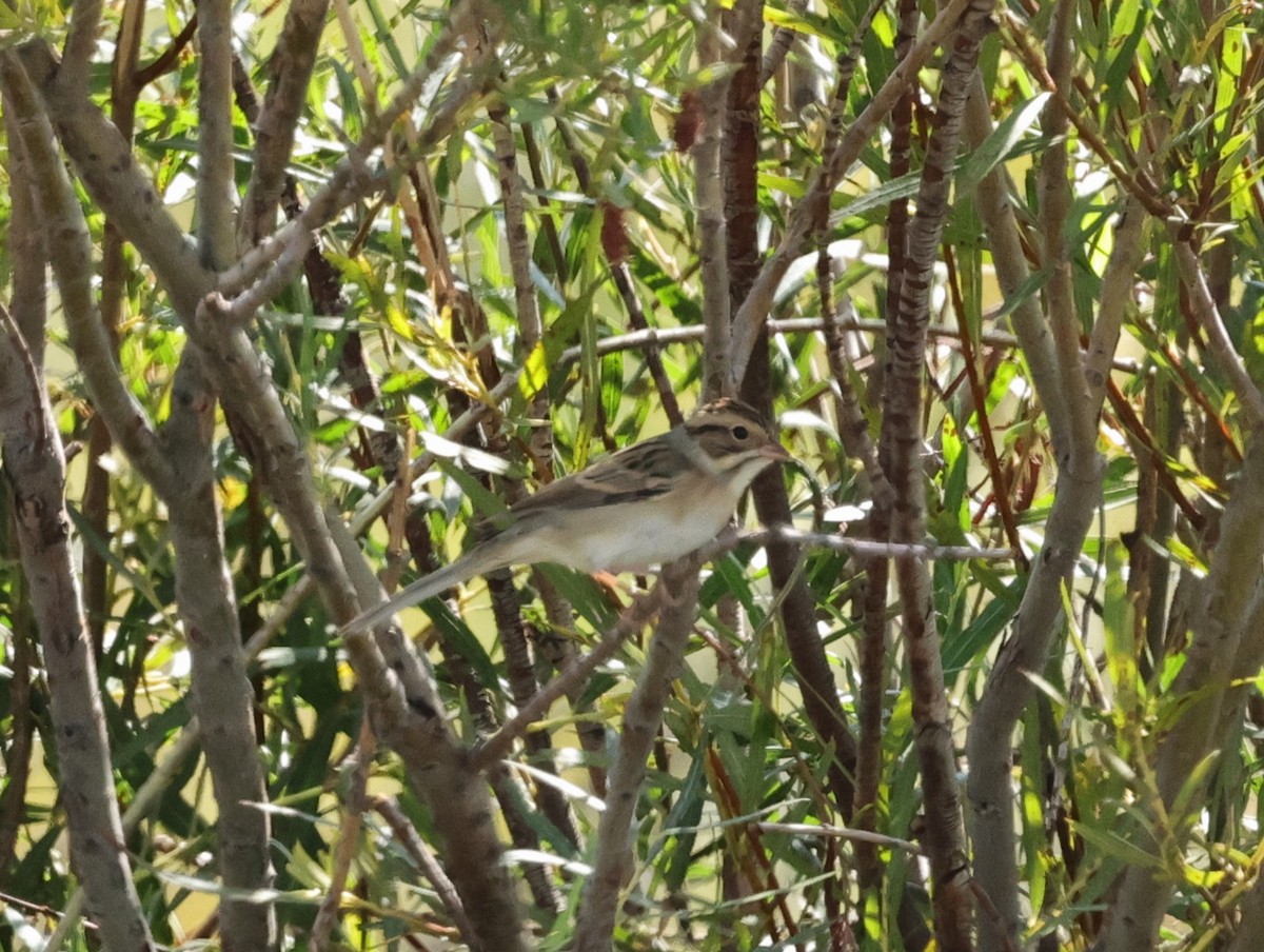 Clay-colored Sparrow - ML623450443
