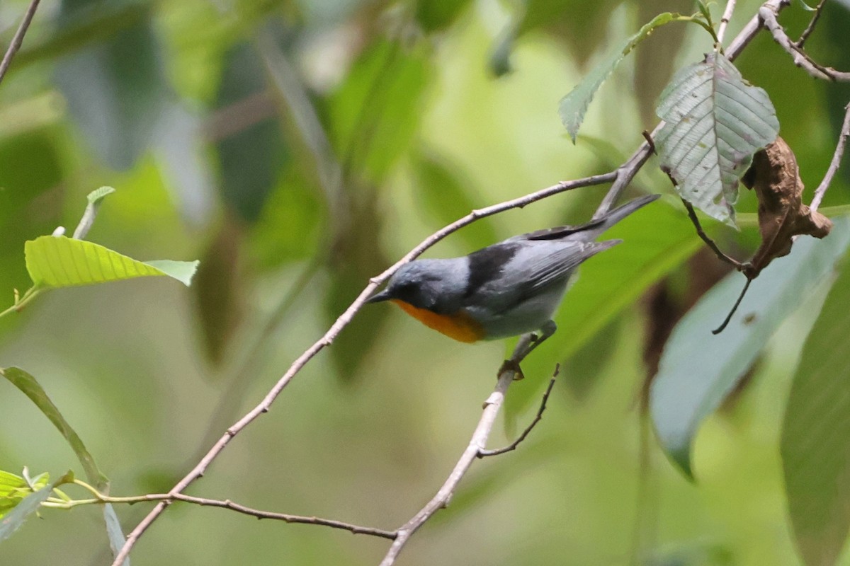 Flame-throated Warbler - ML623450446