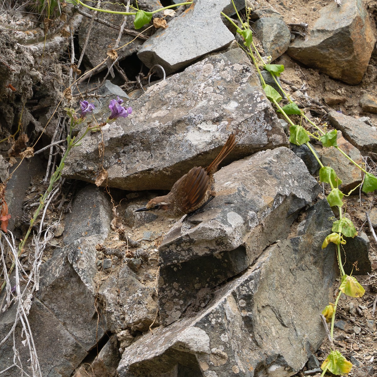 White-throated Tapaculo - ML623450505