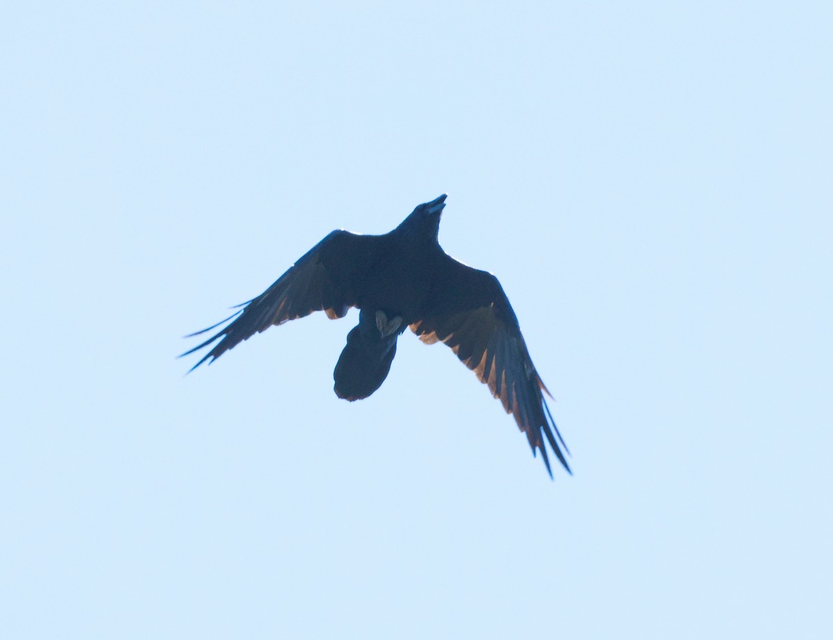 Common Raven - ML623450511