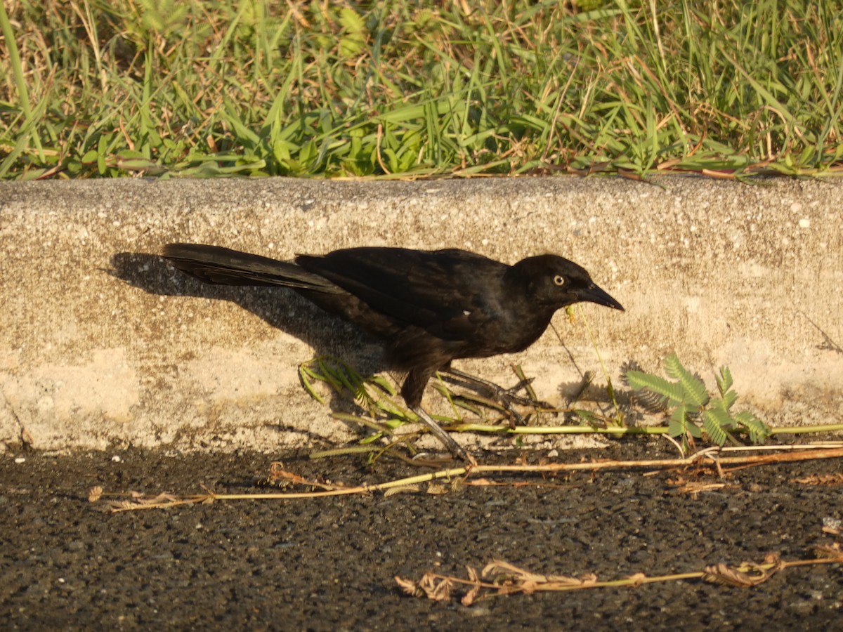 Greater Antillean Grackle - ML623450521