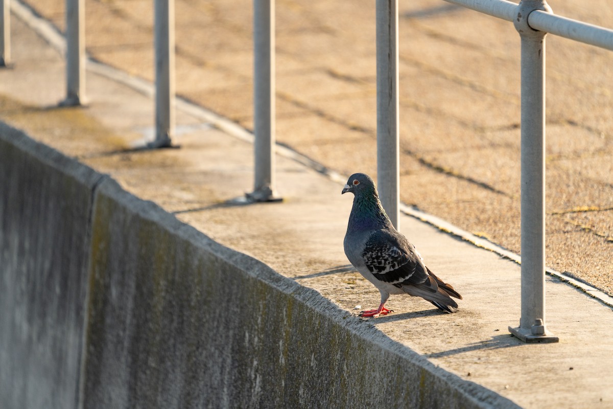 Rock Pigeon (Feral Pigeon) - ML623450526