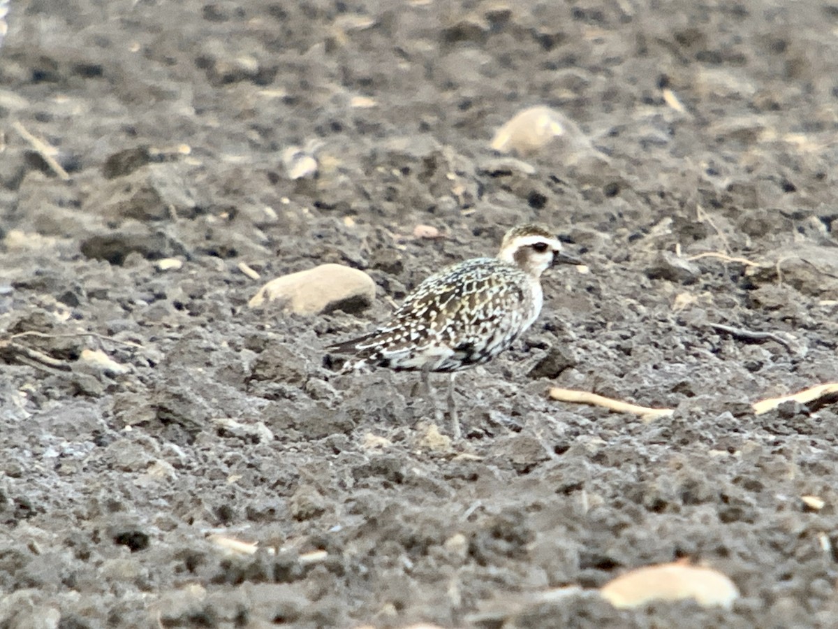 American Golden-Plover - ML623450527