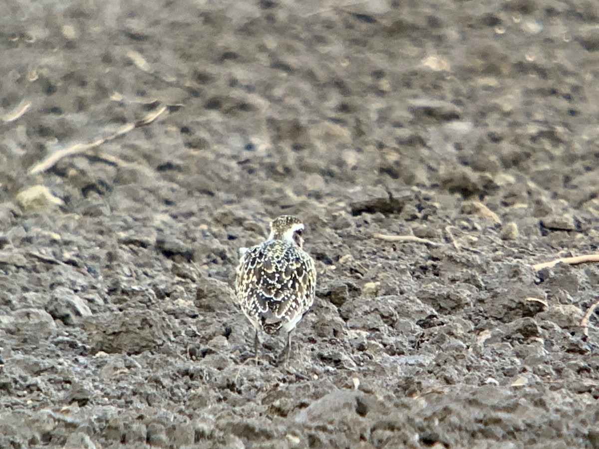 American Golden-Plover - ML623450528