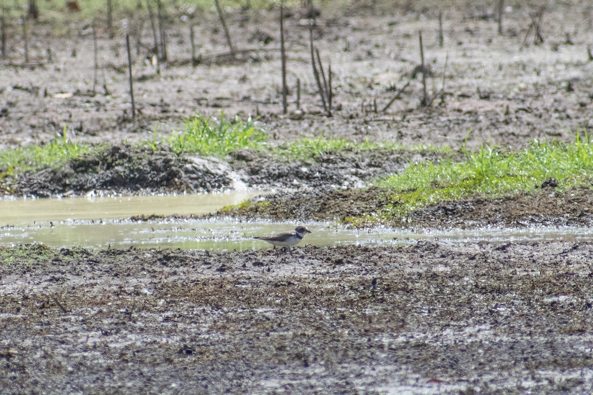 Semipalmated Plover - ML623450534