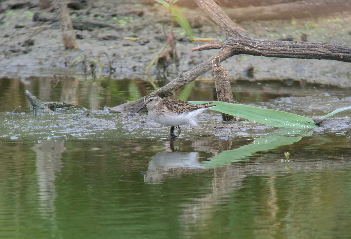 Least Sandpiper - ML623450540