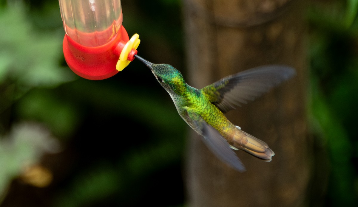 Andean Emerald - ML623450590