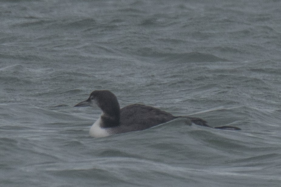 Common Loon - ML623450598