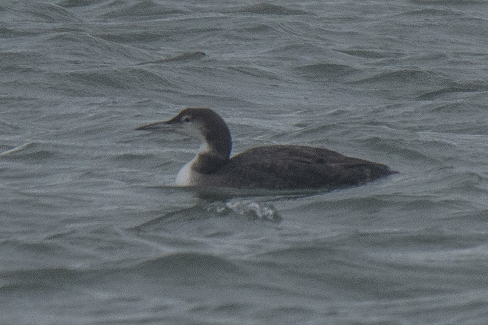 Common Loon - ML623450599