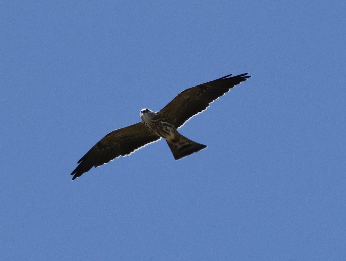 Mississippi Kite - ML623450601