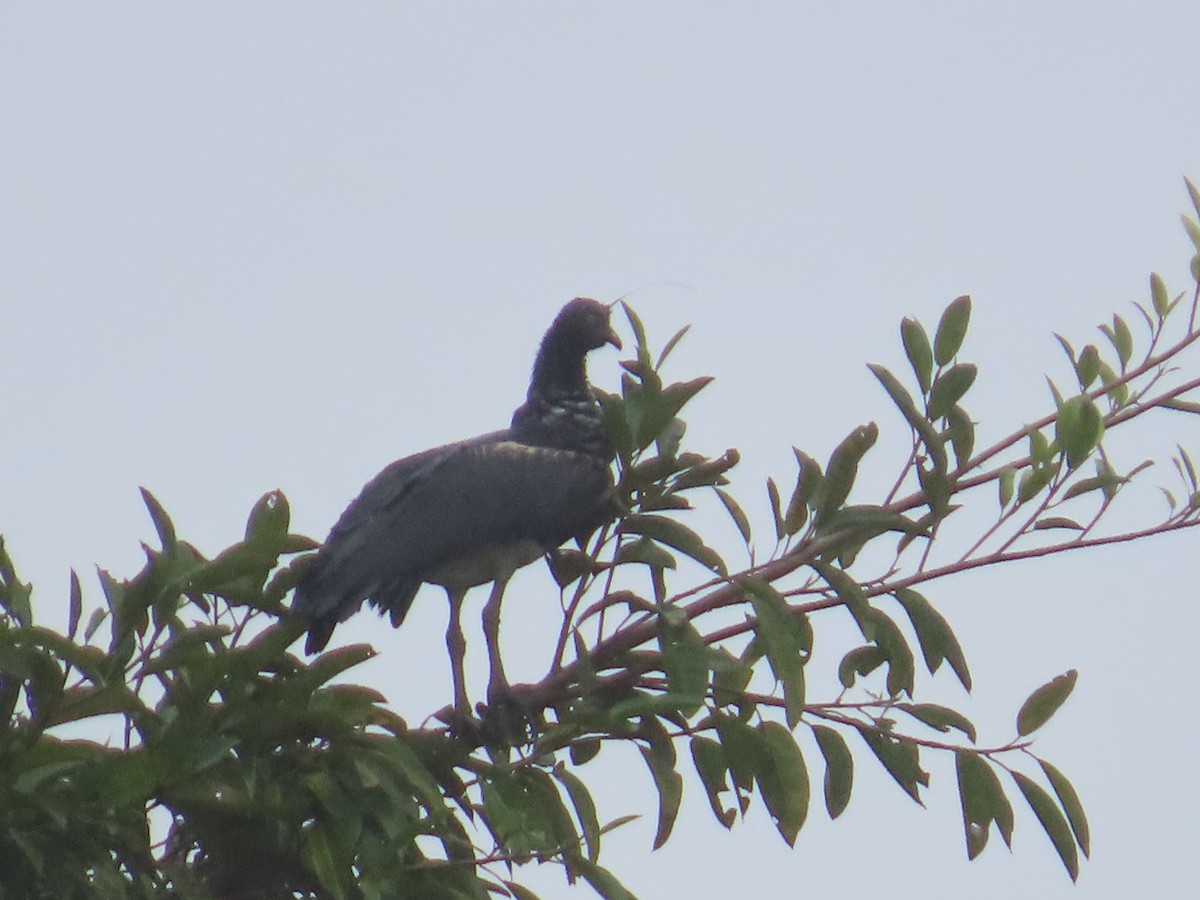 Horned Screamer - Jonathan Bowser