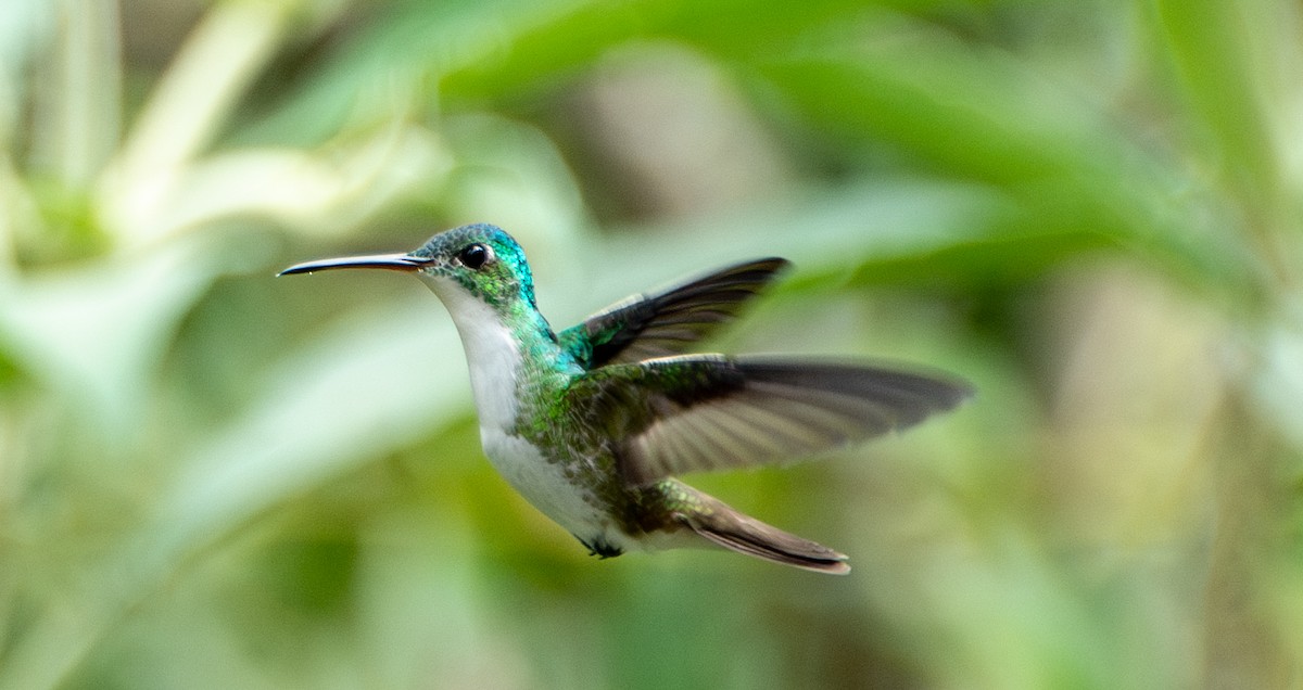 Andean Emerald - ML623450644