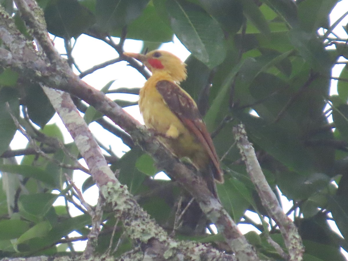 Cream-colored Woodpecker - ML623450657