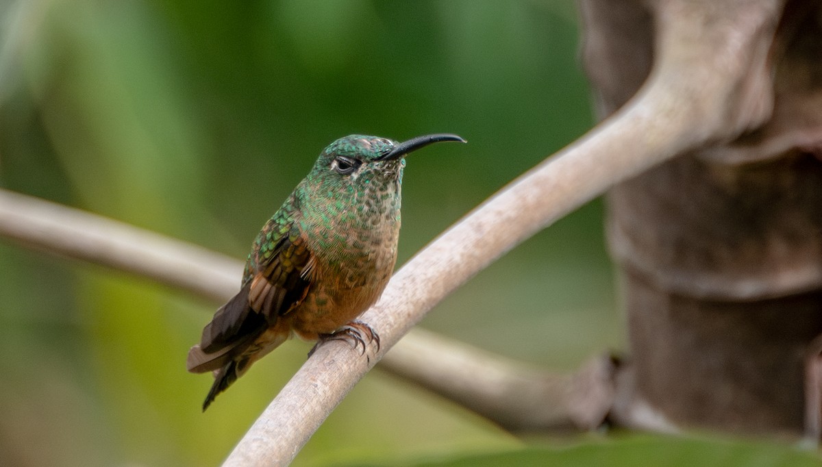 Fawn-breasted Brilliant - ML623450665