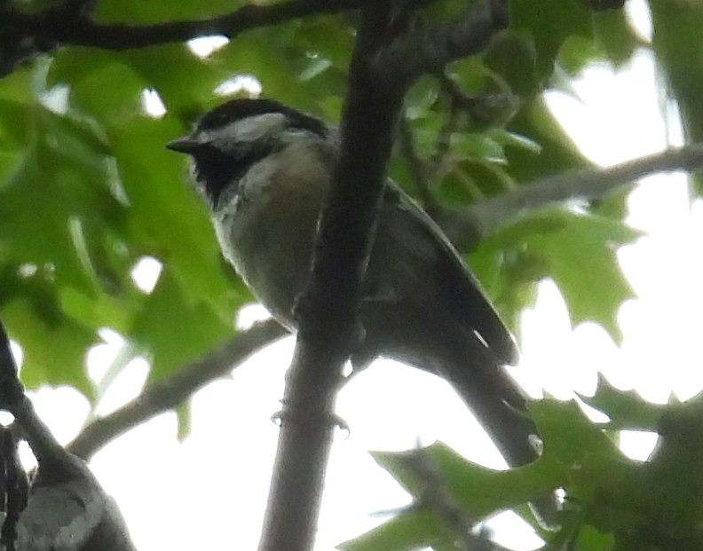 Carolina/Black-capped Chickadee - ML623450668