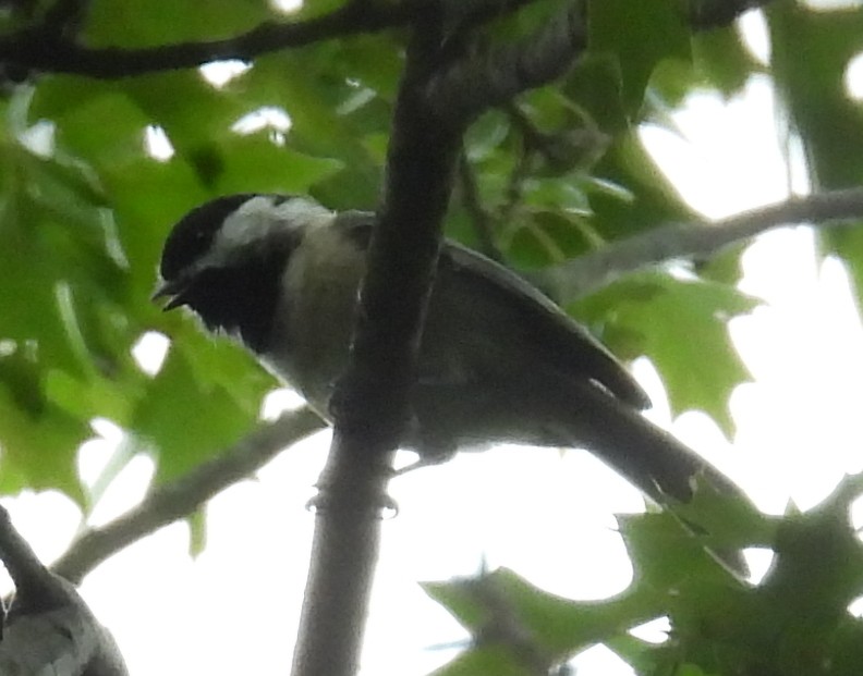 Carolina/Black-capped Chickadee - ML623450669