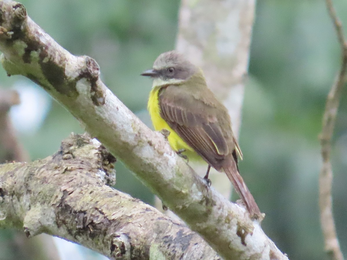 Gray-capped Flycatcher - ML623450672