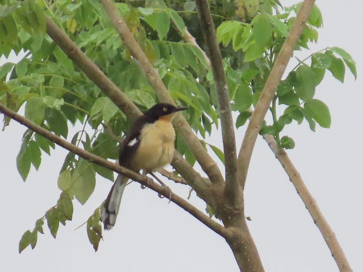 Black-capped Donacobius - ML623450678