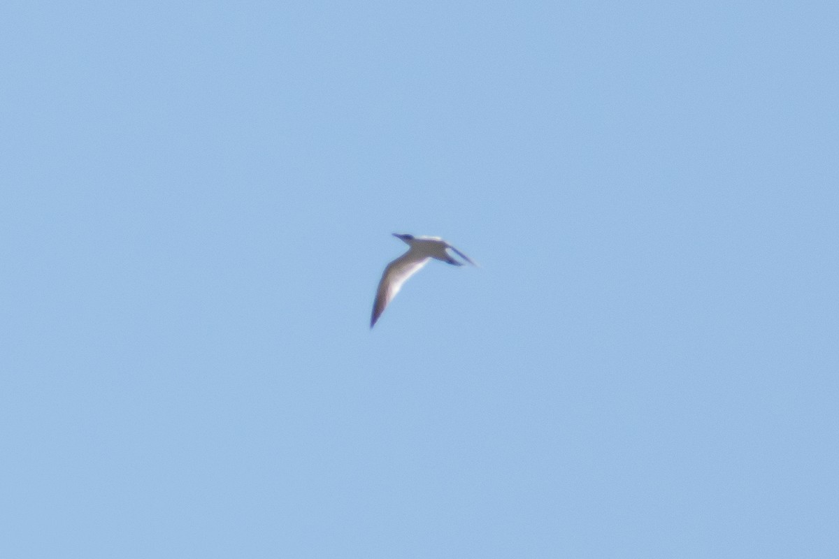 Caspian Tern - ML623450692