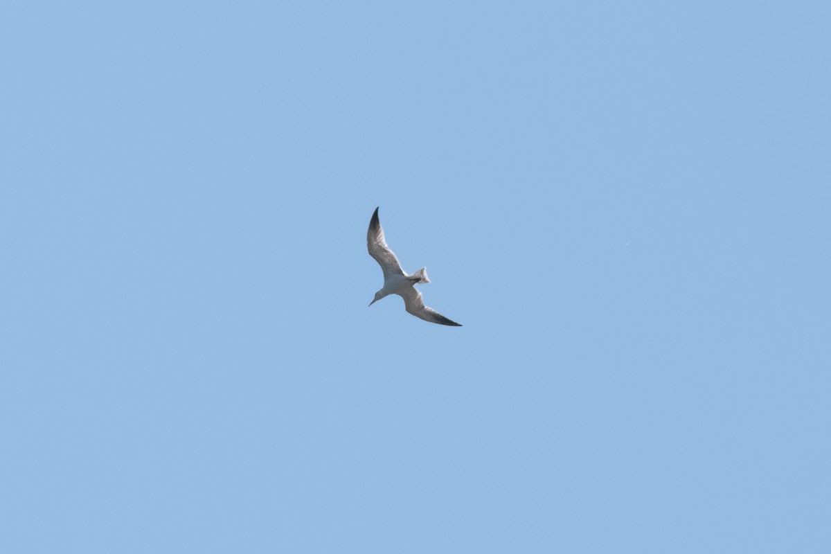 Caspian Tern - Stephen Johnson