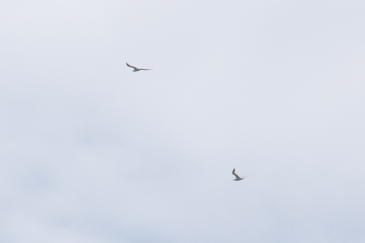 Caspian Tern - ML623450694