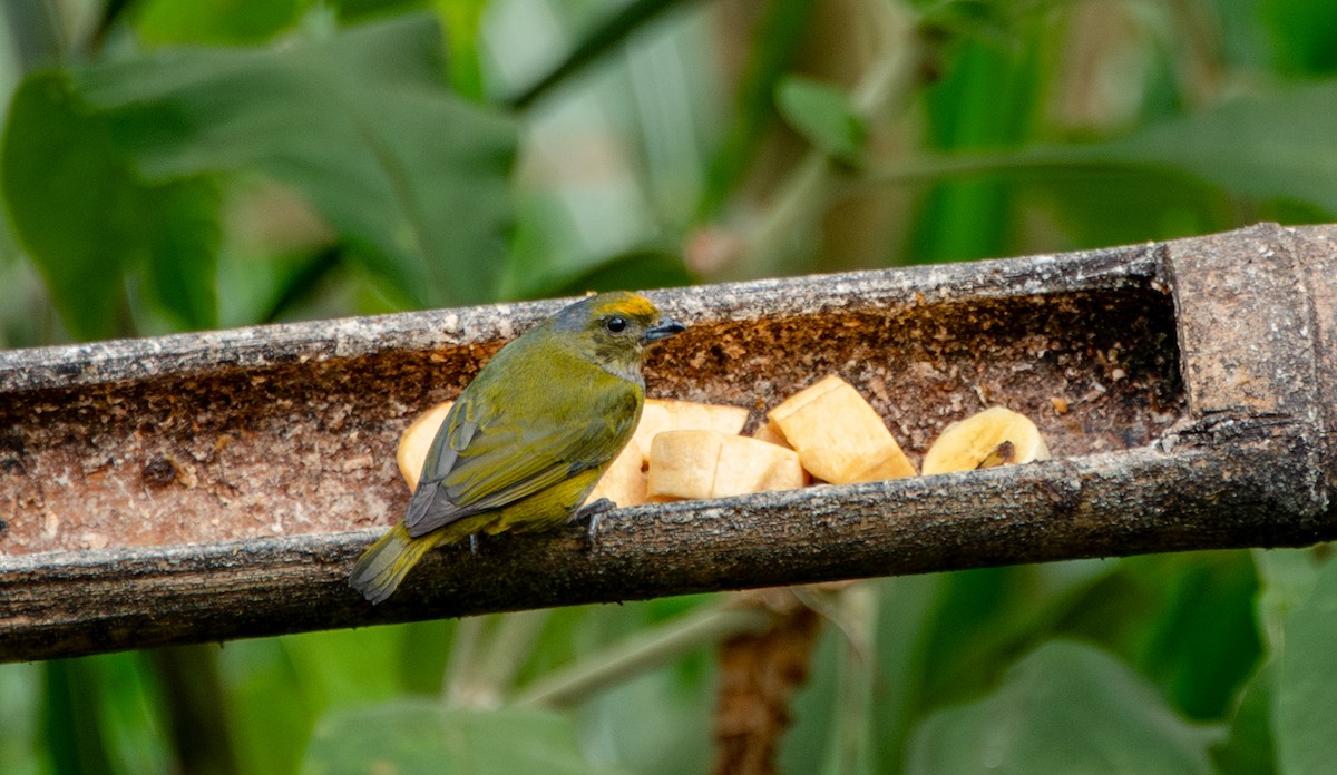 Orange-bellied Euphonia - ML623450704