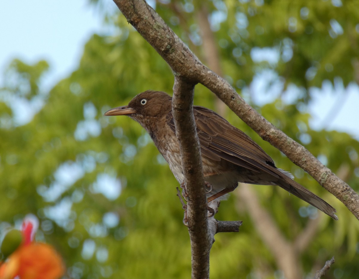 Pearly-eyed Thrasher - ML623450712