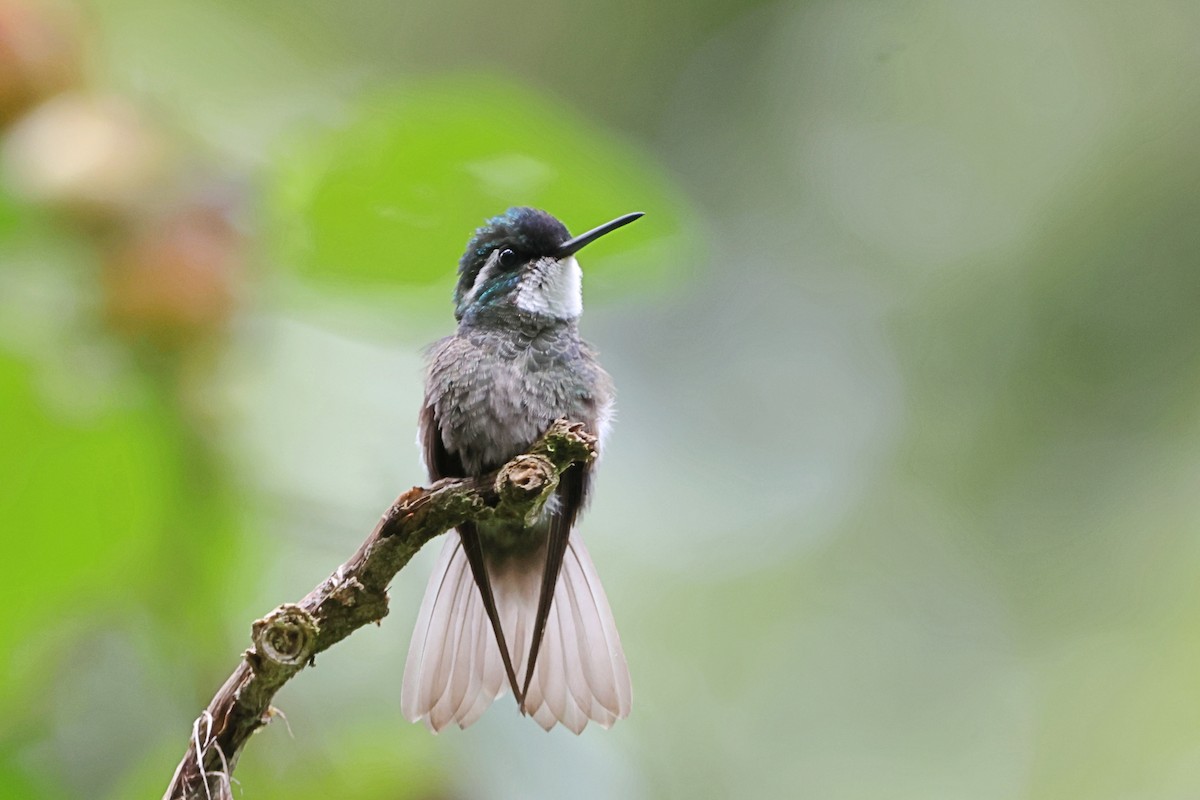 White-throated Mountain-gem - ML623450722