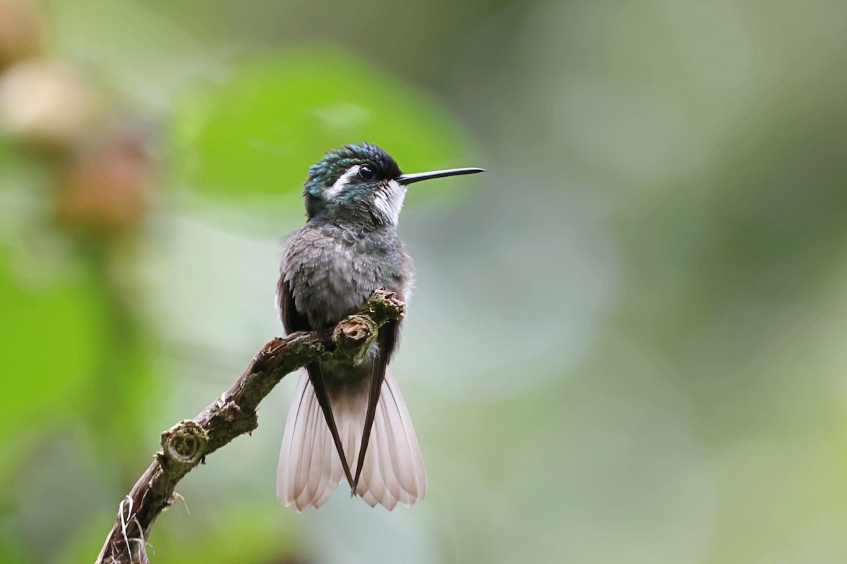 White-throated Mountain-gem - ML623450725