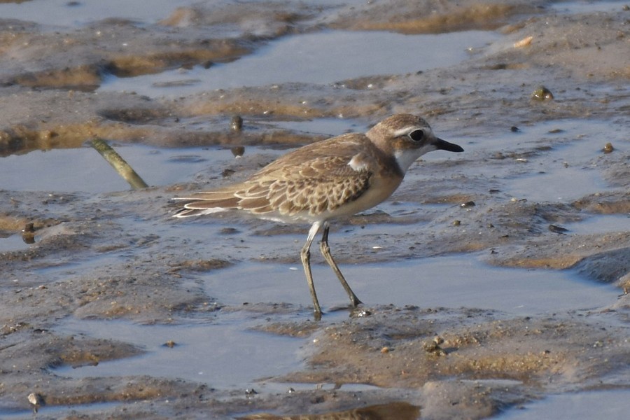 Tibetan Sand-Plover - ML623450727