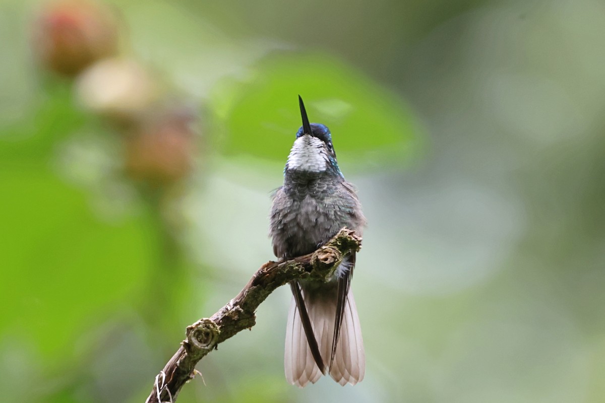 White-throated Mountain-gem - ML623450728