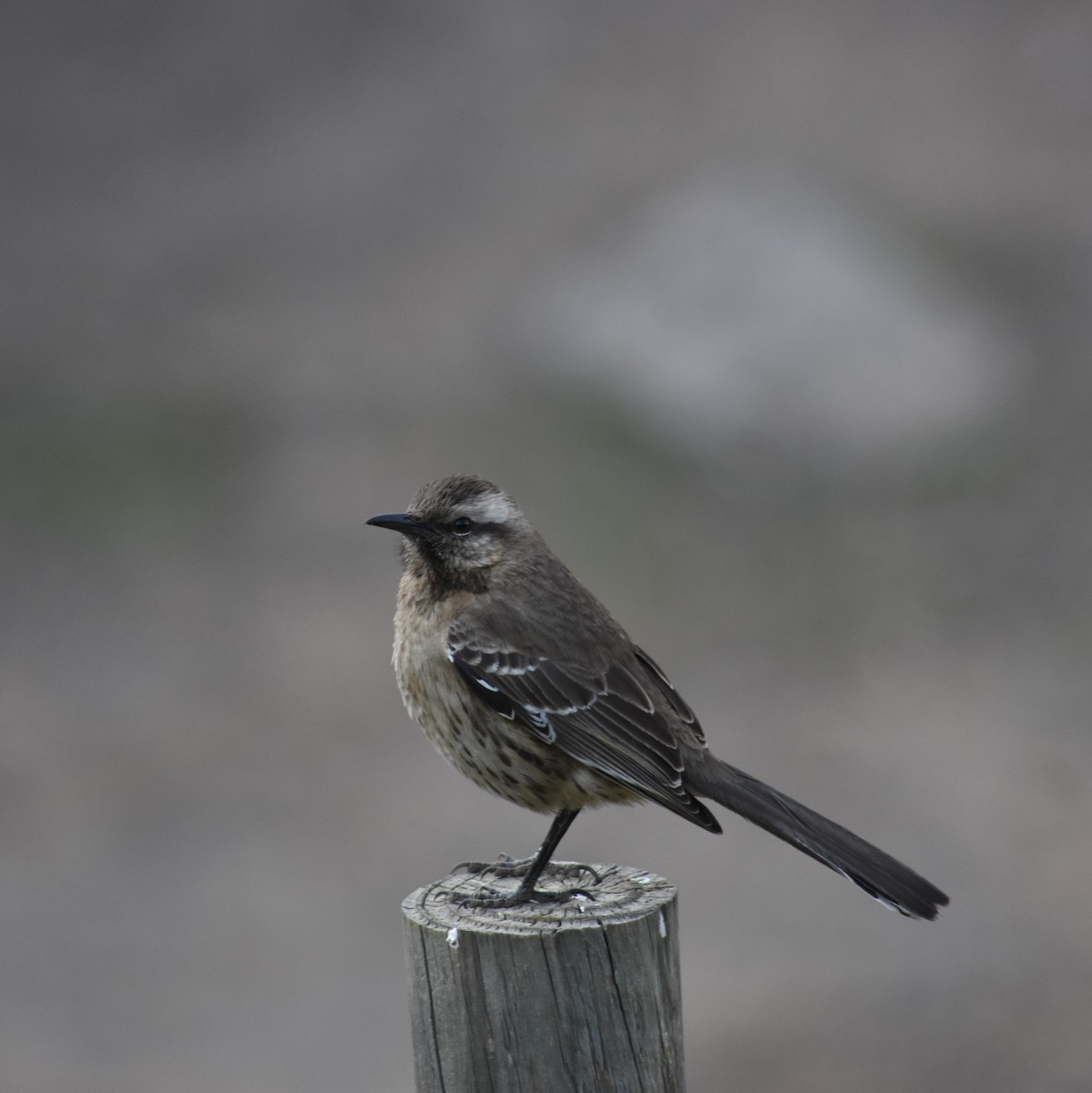 Chilean Mockingbird - ML623450740